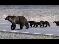 Quad Mom - The Legacy of a Grizzly Bear