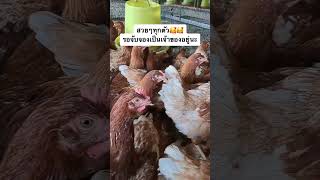 ไก่ไข่สาวอายุ17สัปดาห์ #ฟาร์มไก่ไข่พัชรี