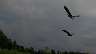 Goose Hunting From A Driveway (Crazy Tough Birds)