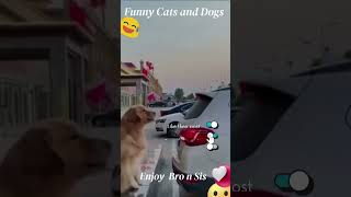 best funny cats and dogs videos 2023 - funniest cats and dogs videos
