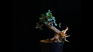 primer diseño de un Pre Bonsai de Algarrobo