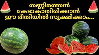 തണ്ണിമത്തൻ കഴിക്കാറുണ്ടോ?how to store watermelon/storage tips and tricks #viral #trending