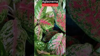 Worlds most beautiful aglaonema species #aglaonema #chineseevergreen #trending #viral