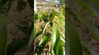 Lychee (litchi) tree plant growing #lychee #litchi #plants #farming @kdmfarminglovers