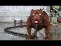 Download 10 MOST DANGEROUS DOGS BREEDS IN THE WORLD In Mp4 3Gp Full HD Video