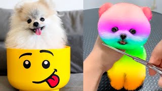 Cute Pomeranian Puppies Doing Funny Things #5 | Cute and Funny Dogs - Mini Pom