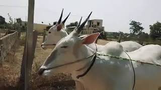 Beautiful hallikar bulls