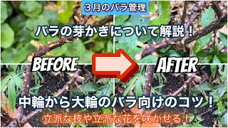 【バラの枝や花を立派にする！】芽かきのコツについて、実践で解説します！中輪から大輪のバラ向けの実践編①