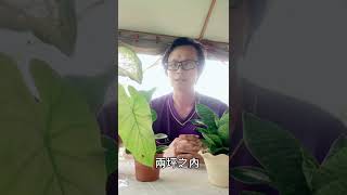 植物可以淨化空氣？真的假的啦？