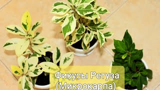 Три фикуса🌿 Ретуза Гавайская/Альбомаргината/Американская