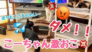 後輩には譲れない‼️こーちゃん激おこ💢