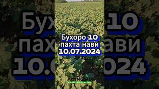 Бухоро 10 пахта нави #агроном #удобрение #fertilizer #aminosid