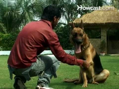 How to Deal with an Aggressive Dog How to Deal with an Aggressive Dog