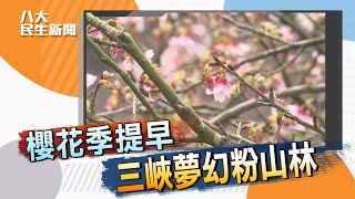 櫻花提前綻放 三峽夢幻粉色山頭  #八大民生新聞