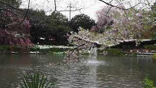 杉並のんびり散歩　雪の積もる妙正寺公園で桜を愛でる　2020/3/29 11