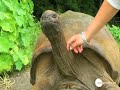 jonathan 180 year old tortoise