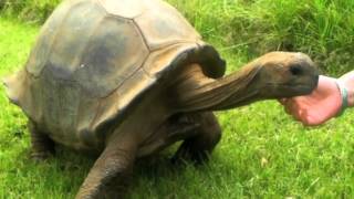 Jonathan 180 year old tortoise