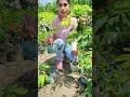 white longan fruit plant plant fruit plantprabhatinursery