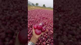 onion 🧅 55$ par Kgs #payaj_ke_bhav #alwarmandi #mawatipayaj