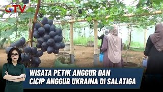 Wisata Petik Anggur dan Cicip Anggur Ukraina di Salatiga, Jawa Tengah - BIP 08/12