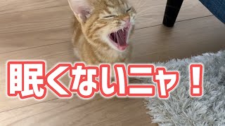 【子猫】眠いのに遊びたいマンチカンが可愛すぎる Munchkin kitten who wants to play even though he is sleepy