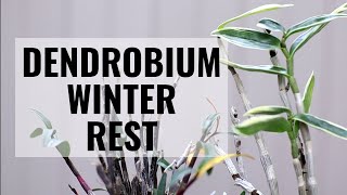 Winter Resting Dendrobium Update - What to do for a winter's rest