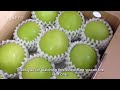 taiwan giant green apple farm awesome green jujube cultivation technology @happyfarm85