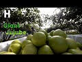 Taiwan Giant Green Apple Farm - Awesome Green Jujube Cultivation Technology @HappyFarm85