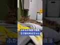 【猫動画】ふかふかお布団で寝落ち寸前のめるちゃん cat 猫 shorts