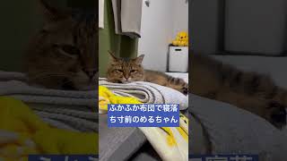 【猫動画】ふかふかお布団で寝落ち寸前のめるちゃん #cat #猫 #shorts