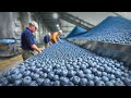 How millions of pounds of wild blueberries are being harvested and processed