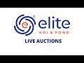 Live Japanese Koi Auction - Join Elite Koi Saturday from 3:30pm