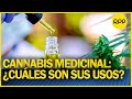 Cannabis: Minsa aprueba reglamento que regula su uso medicinal y terapéutico