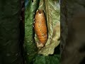 Metamorphosis of blue tiger moth/ വങ്കണനീലീ