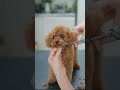 テディベアになるトイプーの子犬 shorts 犬 子犬 トリミング asmr ヘアカット