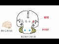 イラストで学ぶ医学！「脳出血の眼球症状まとめ」被殻出血で病側に共同偏視が起こる理由 小脳出血で健側に共同偏視が起こる理由 pprf