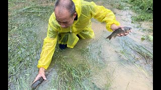 发生在江西农村的真人真事，一场暴雨鱼塘跑出很多鱼，抓得真过瘾