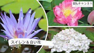 鎌倉そとみち散歩　フラワーセンターを歩く　スイレン＆白花