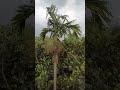 Areca nut vs storm। #nature #viral #natural #trending #shortsvideo #shortsfeed #trend #shorts #short