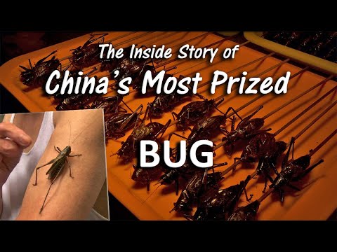 What do crickets mean in Chinese culture?