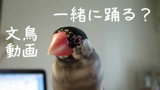 桜文鳥ちゅん太の行ったり来たりダンス？　文鳥動画