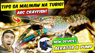 ARC CRAYFISH TIPS PARA SA MAS MALINAW NA TUBIG | Paano mag alaga ng australian red claw crayfish