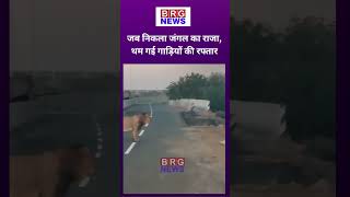 Gujarat: Bhavnagar-Somnath highway पर 'जंगल के राजा' को रोड क्रॉस करते देखा गया !