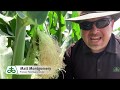 Japanese Beetle Management