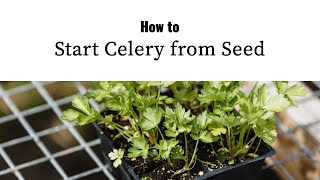 How to Start Celery Seeds - I got you covered on this (Step-by-Step Video)