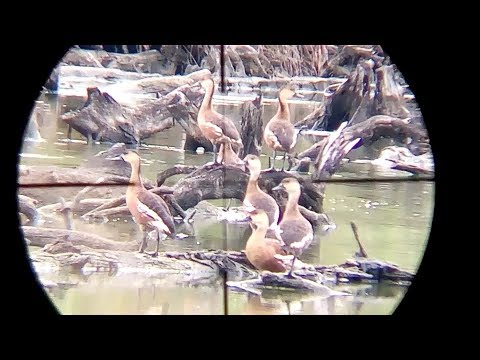 Berburu Burung Belibis Tajur Nyanggong Dibawah Pohon Singkong - YouTube