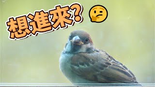 窗外的意外訪客!小麻雀!Unexpected visitor outside the window!sparrow!#sparrow #スズメ #麻雀