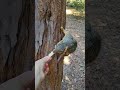 公園の野生のりすちゃん🌳🦫🥜 shorts squirrel りす 自然大好き 動物大好き animals 癒される ハイキング 鹿