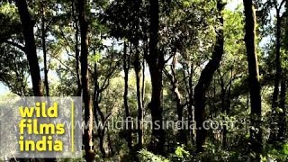 Forest of Deorali,  Sikkim