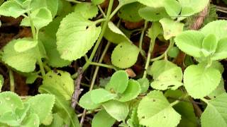 Plectranthus Amboinicus - Spanish Thyme - Indian Mint - Coleus Amboinicus